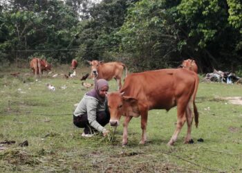 Nur Hidayu dari Kampung Pantai Ali, Hulu Terengganu digelar gadis lembu kerana terlibat secara serius menguruskan 10 lembu ternakan yang dianggap sebagai sahabat karib.-UTUSAN/ NOOR HAYATI MAMAT