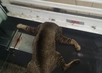 KUCING mati tersepit tersepit di pintu 'roller shutter' sebuah premis di Tampoi, Johor Bahru.-GAMBAR: Persatuan Haiwan Malaysia