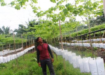 MOHD. Lokman Kumasi sedang melihat pokok peria gantung di Kampung Parit Mohayat, Ayer Baloi, Pontian, Johor.-UTUSAN/MUHAMMAD ZIKRI