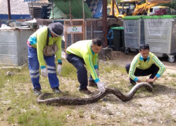 MOHD.  Sayuti Mohd. Daud  (kanan) dan rakan-rakannya menunjukkan seekor ular sawa batik yang ditemui terikat di dalam guni yang diletakkan di tepi sangkar sampah di Taman Serai Wangi, Kuala Ketil, Baling, semalam.