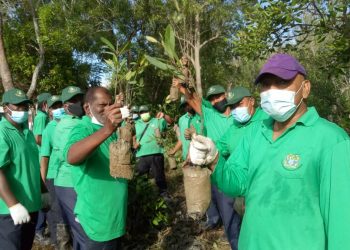 WIRA Hijau Majlis Bandaraya Pulau Pinang (MBPP) menjalankan gotong-royong bagi menanam 2,020 anak pokok bakau di kawasan persisiran pantai, Taman Nelayan, Kuala Sungai Pinang, Balik Pulau, Pulau Pinang semalam.