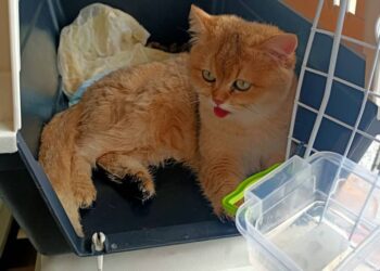 DUA ekor kucing jenis British Shorthair yang diimport dari Ukraine ditahan pihak berkuasa Maqis di Kompleks Kargo KLIA, Sepang, kelmarin.