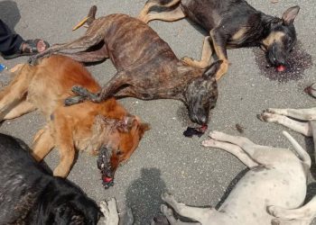 BANGKAI beberapa ekor anjing dipercayai mati diracun di kawasan kilang berhampiran Puncak Jelapang di Ipoh, Perak. - UTUSAN/GAMBAR MEDIA SOSIAL