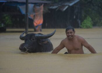 MOHD. Idrus Sulaiman menyelamatkan kerbau peliharaannya daripada ditenggelami banjir di Kampung Belimbing, Jongok Batu di Dungun. - UTUSAN/PUQTRA HAIRRY ROSLI