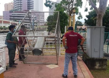 PENGUATKUASA Perhilitan negeri meletakkan semula sangkar perangkap kera di lokasi kejadian selepas seorang warga emas dikejar haiwan itu di Kampung Morten, Melaka.