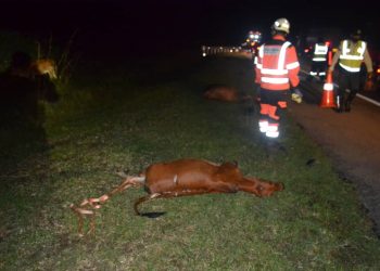 DUA daripada sembilan lembu yang mati dirempuh di Kilometer 291.1, Lebuhraya Pantai Timur 2 (LPT2) di Kemaman.