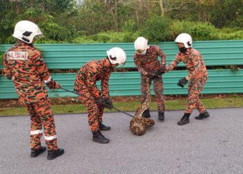 ANGGOTA bomba menggunakan alatan khas menangkap ular sawa sepanjang 1.5 meter yang ditemukan dalam longkang di Jalan Seri Mambau A13, Taman Seri Mambau, Seremban hari ini.