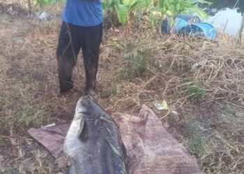 SAZALI menunjukkan ikan tapah gergasi yang berjaya ditangkapnya di Sungai Ban Kenal, Kampung Parit Dua, Tanjong Karang, Selangor, semalam.