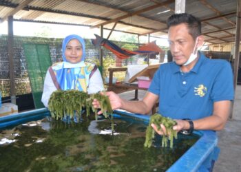 FATIMAH Salleh dan Abdul Samad Idris menunjukkan latok yang diternak mereka secara komersial di Lukut, Port Dickson.-UTUSAN/ZAKKINA WATI AHMAD TARMIZI.