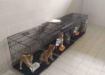 SEBANYAK enam ekor anjing ditahan dan dikuarantin Maqis di KLIA, Sepang pada 4 Februari lalu.