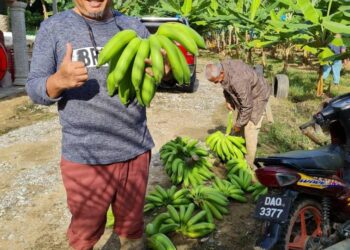 KEBUN seluas 0.8 hektar dinamakan ‘Kebun PKP’ atau Kebun Pisang Kelapa Pandan itu diusahakan sendiri oleh beliau bersama isterinya, Roshana Hashim sejak Perintah Kawalan Pergerakan (PKP) pertama bermula, Mac tahun lalu.