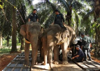 DUA ekor gajah jantan dan betina dihantar ke Kompleks Taman Negara Terengganu semalam.