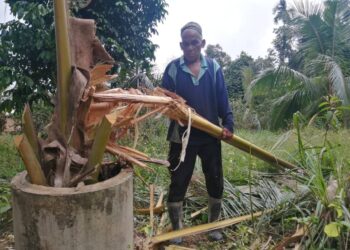 MOHAMAD@Mamat menunjukkan anak pokok kelapa pandan di kebun miliknya di Kampung Padang Setar di Hulu Terengganu yang dimusnahkan beruang.-UTUSAN/ NOOR HAYATI MAMAT