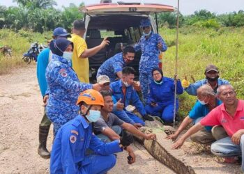 ANGGOTA APM menunjukkan buaya tembaga yang berjaya ditangkap bersama 45 telur di sebuah parit di Kampung Labohan Dagang, Banting, Selangor, hari ini.