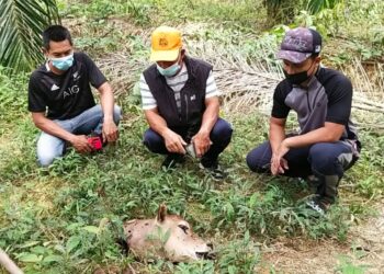 PENTERNAK Kampung Lubuk Periuk di Hulu Terengganu menemui bangkai lembu yang dipercayai dibaham harimau belang pada Sabtu lalu