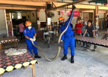 ANGGOTA APM menangkap ular tedung selar sepanjang 4.5 meter yang menceroboh dapur sebuah kedai makan di Rancangan Kemajuan Tanah (RKT) Kesedar Paloh 2, Gua Musang hari ini. -UTUSAN/AIMUNI TUAN LAH