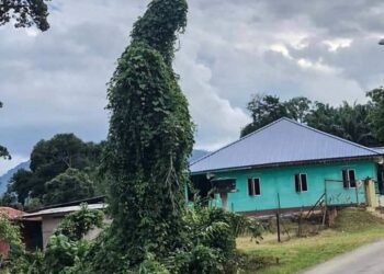 SEBATANG pokok yang mana rimbunannya seakan-akan seorang wanita sedang bersembahyang berhampiran Masjid Jeransang di Lipis, Pahang.