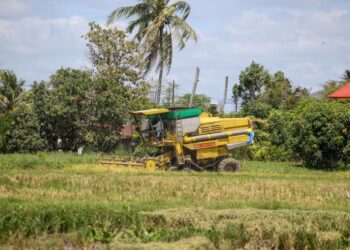 KETIKA negara Asia lain sudah mampu mengeksport beras, berbeza pula dengan Malaysia yang masih perlu mengimport makanan ruji itu. Kerja-kerja menuai padi di Guar Sanji, Arau, Perlis.- UTUSAN/SHAHIR NOORDIN