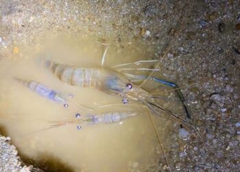 UDANG yang ditemui mati dipercayai akibat akitiviti menuba di sekitar Sungai Kampung Pasir Gajah di Air Putih, Kemaman, Terengganu.