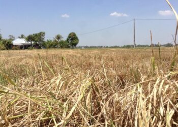 PESAWAH lazimnya mula membakar jerami selepas musim menuai bagi menyediakan bendang untuk musim seterusnya sekali gus mengundang risiko merebaknya kebakaran.