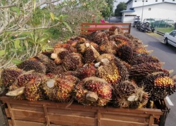 SEBUAH lori berserta muatan buah kelapa sawit bernilai RM2,000 yang disyaki dicuri dari sebuah kebun di Mukim Machap Baru, Alor Gajah, Melaka. - UTUSAN/HADI AB. MANAP