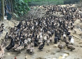 Ladang penternakan itik telur di Kelantan berkurangan 23 peratus pada tahun lalu.