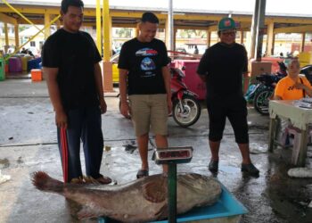 BAHIYUDDIN Awang Harun (kiri) melihat ikan kerapu kertang gergasi seberat hampir 100 kilogram yang berjaya ditangkap menggunakan bubu gergasi ciptaannya di perairan Dungun, petang semalam.-UTUSAN/NIK NUR IZZATUL HAZWANI NIK ADNAN