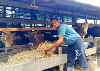 MOHD. Daud Abdul Salam menunjukkan jerami padi kering yang diberikan kepada lembu peliharaannya di Kampung Dewan Beta, Kota Bharu, Kelantan. - UTUSAN/YATIMIN ABDULLAH