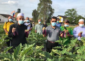 DATUK Che Abdullah Mat Nawi (tengah) menunjukkan terung dihasilkan dalam Program Memungut Hasil Projek Pertanian Bandar, Komuniti Belia Pasir Pekan, Tumpat hari ini.-UTUSAN/ ROSLIZA MOHAMED