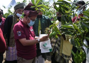 CHE Abdullah Mat Nawi melawat projek tanaman mempelam harumanis pada program Jelajah Agropreneur di Inapan Seri Laksamana, Kampung Lubuk Kawah, Jitra. -  UTUSAN/MOHD. RAFIE AZIMI