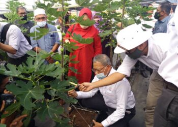 MUSTAPA Mohamed meninjau ladang buah tin di tapak GMN di Felda Sungai Tengi Selatan, Kuala Kubu Bharu, Selangor. - UTUSAN/ISKANDAR SHAH MOHAMED