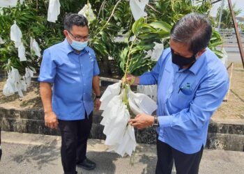 MOHAMAD Mustahapa (kanan) dan Pengarah FAMA Perlis, Mohamad Paisal Amri melihat buah harumanis di pekarangan FAMA Perlis di Kangar, Perlis.