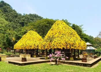 POKOK bunga Cat's Claw Creeper di Taman Rekreasi Gunung Lang di Ipoh yang mula mekar dan mengeluarkan bunga berwarna kuning keemasan sejak Isnin lalu.