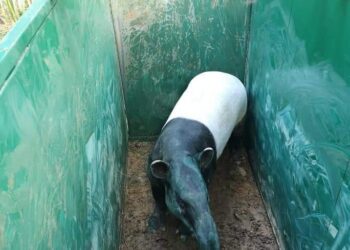 KEADAAN seekor tapir betina seberat 450 kilogram yang masuk ke dalam perangkap dipasang pihak Jabatan Perhilitan di sebuah ladang di Johol, Kuala Pilah. - GAMBAR JABATAN PERHILITAN