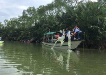 PROGRAM pelepasan benih udang galah ke perairan umum oleh Ahmad Hamzah di Sungai Kesang, Sungai Rambai, Melaka. - UTUSAN/DIYANATUL ATIQAH ZAKARYA