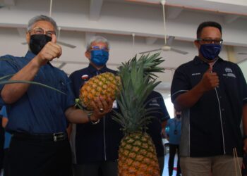 MANSOR Othman (kiri) melihat hasil Projek Prosumer Tanaman Nanas MD2 di Pusat Sukan, USIM, Nilai, Seremban ketika mengadakan lawatan kerja ke universiti tersebut hari ini.- UTUSAN/MUHAMMAD IZZAT TERMIZIE