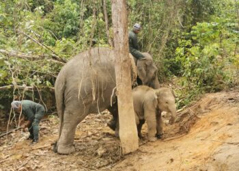 ANAK gajah dikenali Awang Sira diiringi seekor gajah denak dalam operasi memindahkan haiwan itu bersama ibunya ke Hutan Simpan Belum, Gerik hari ini.-IHSAN/ PERHILITAN PERAK