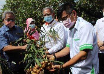 MUSTAPA Mohamed (tengah) melihat jenis halia muda yang diuruskan oleh sebuah syarikat sempena lawatan kerjanya ke Projek Halia Muda di Felda Raja Alias 1, Jempol. - UTUSAN/NOR AINNA HAMZAH