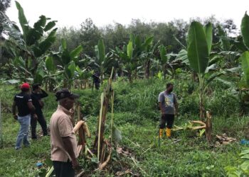 KEBUN pisang penduduk musnah diserang gajah jantan di Kampung Subong, Gua Musang, Kelantan. - UTUSAN/AIMUNI TUAN LAH