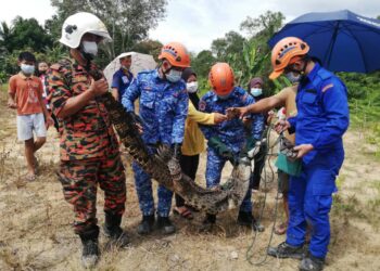 BUAYA sepanjang dua meter dan seberat 100 kilogram yang ditangkap di Kampung Titiku Pamalan, Keningau.