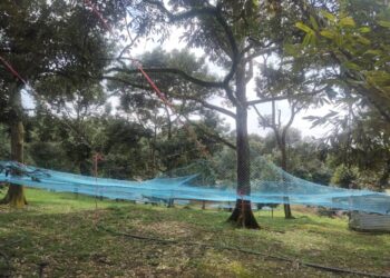 JARING yang dipasang pemilik kebun durian bagi mengelak raja buah pecah apabila gugur turut menjadi sasaran geng curi durian di sekitar Jementah, Segamat, Johor.