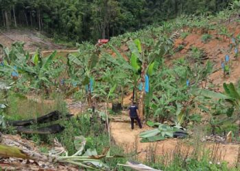 KAWASAN Hutan Simpan Sempam, Mukim Tras di Raub, Pahang yang diteroka secara haram untuk menanam pokok pisang, durian Musang King dan Duri Hitam seluas kira-kira 16.2 hektar.