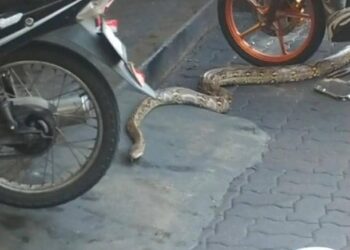 ULAR sawa melingkar di kawasan sebuah premis di Alor Gajah.