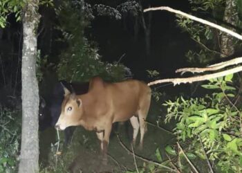 SEBAHAGIAN lembu seludup yang berjaya dirampas PGA Batalion 7 di pangkalan haram Jeram Perdah 2, Rantau Panjang ketika waktu bersahur pagi ini.-IHSAN PGA 7