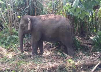 SALAH seekor gajah liar yang ditangkap berada dalam kawasan semak berdekatan dengan kuarters kakitangan Kem Iskandar, Mersing, Johor. - IHSAN PERHILITAN