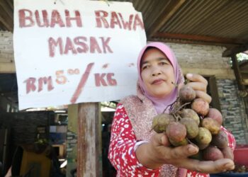 WAN Kamlor Wan Hitam menunjukkan buah rawa yang dijual di hadapan rumahnya di Kampung Durian Bador, Hulu Terengganu. - NOOR HAYATI MAMAT