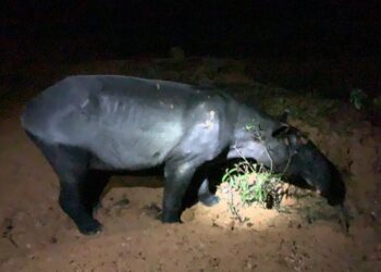 SEEKOR tapir betina yang memasuki perangkap dipasang berjaya diselamatkan Perhilitan di Felda Tenggaroh 5, Mersing di Johor.