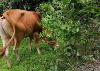 SEBAHAGIAN daripada lembu seludup yang dirampas PGA Batalion 7 dalam serbuan di pangkalan haram Mek Gombak, Rantau Panjang. - UTUSAN/IHSAN PGA