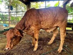 Lembu di perak penyakit Petani Perak