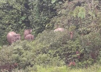 GAMBAR yang sempat dirakam penduduk menyaksikan kawanan gajah liar berkeliaran di pinggir hutan berdekatan Kampung Kuala Sat, Hulu Tembeling di Jerantut, Pahang.